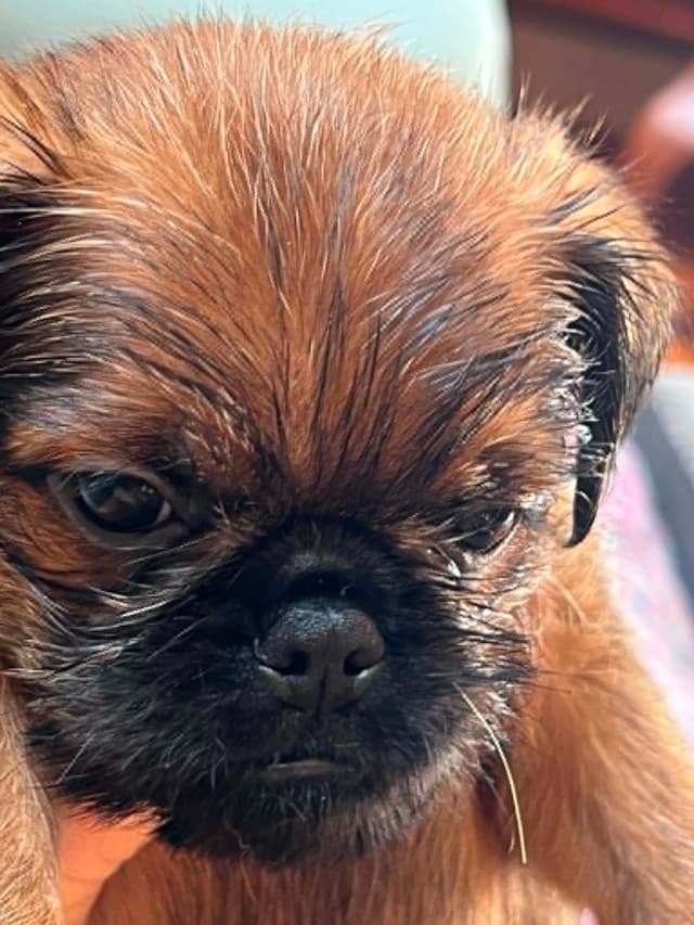 Brussels Griffon Puppies media 2