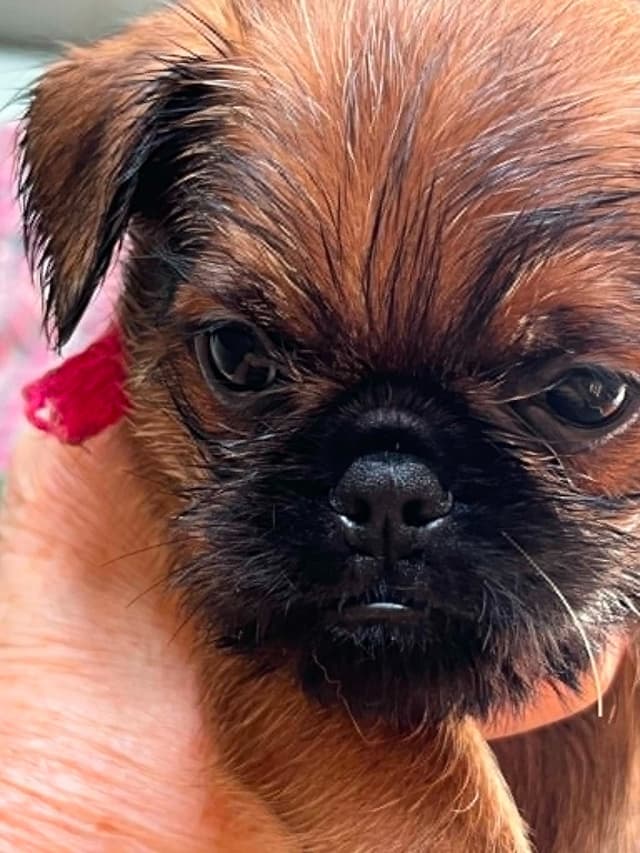 Brussels Griffon Puppies media 3