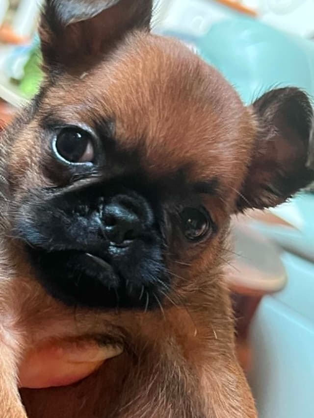 Brussels Griffon Puppies media 6