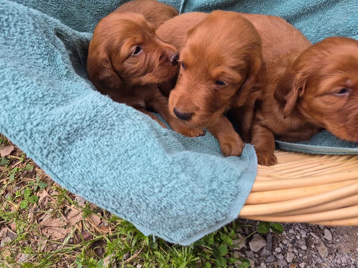 Irish Setter Puppies breeder image 3