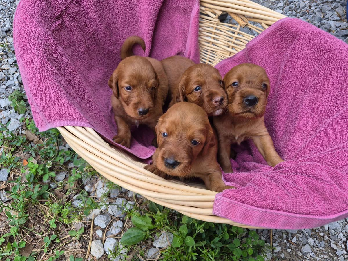 Irish Setter Puppies breeder image 4