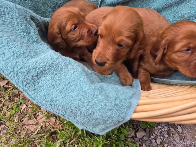 Irish Setter Puppies media 3