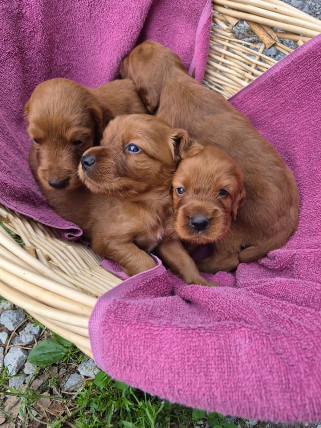 Irish Setter Puppies media 5