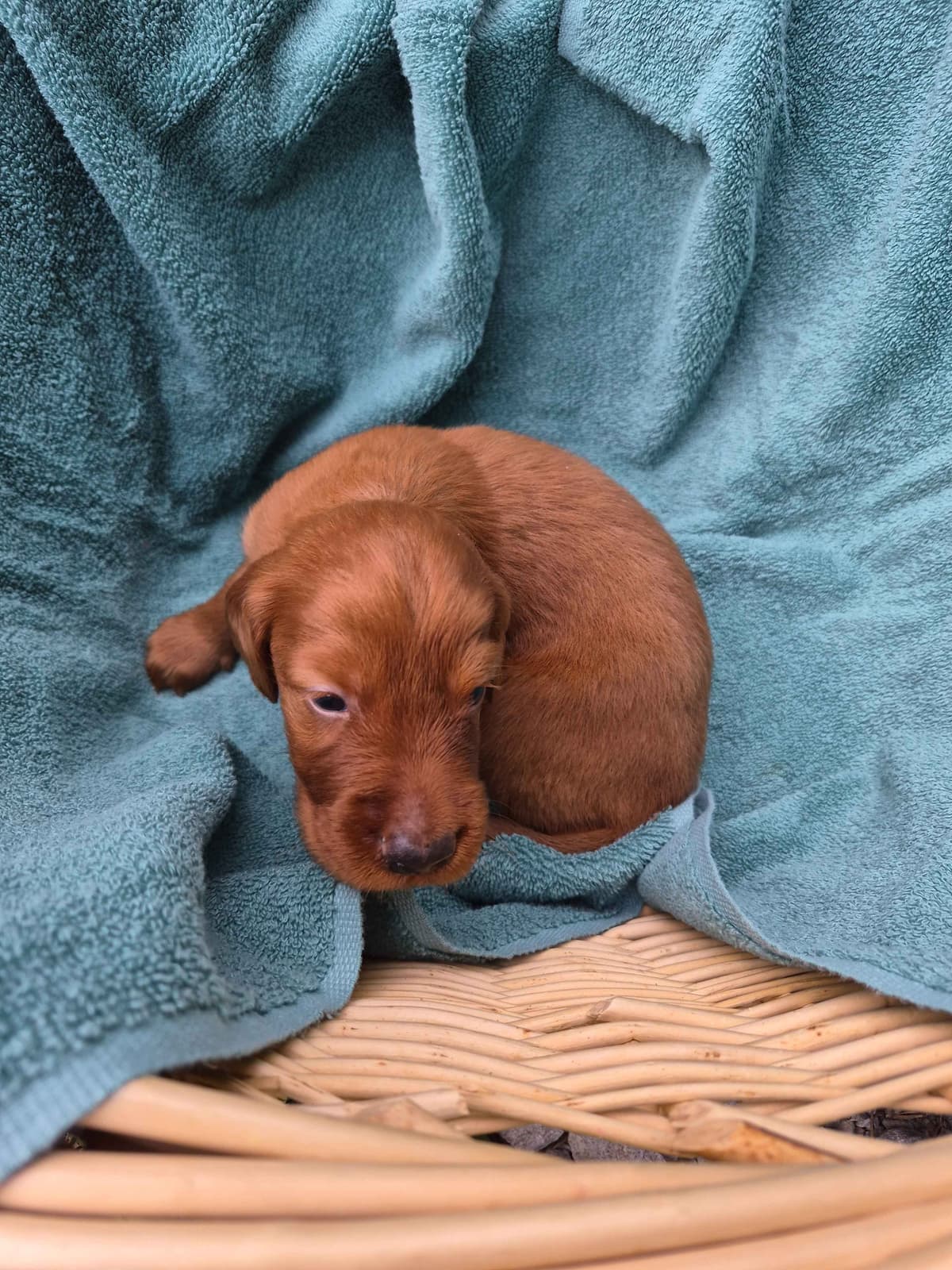 Irish Setter Puppies breeder image 5
