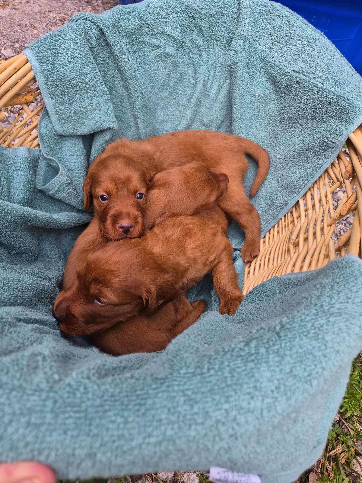 Irish Setter Puppies breeder image 6