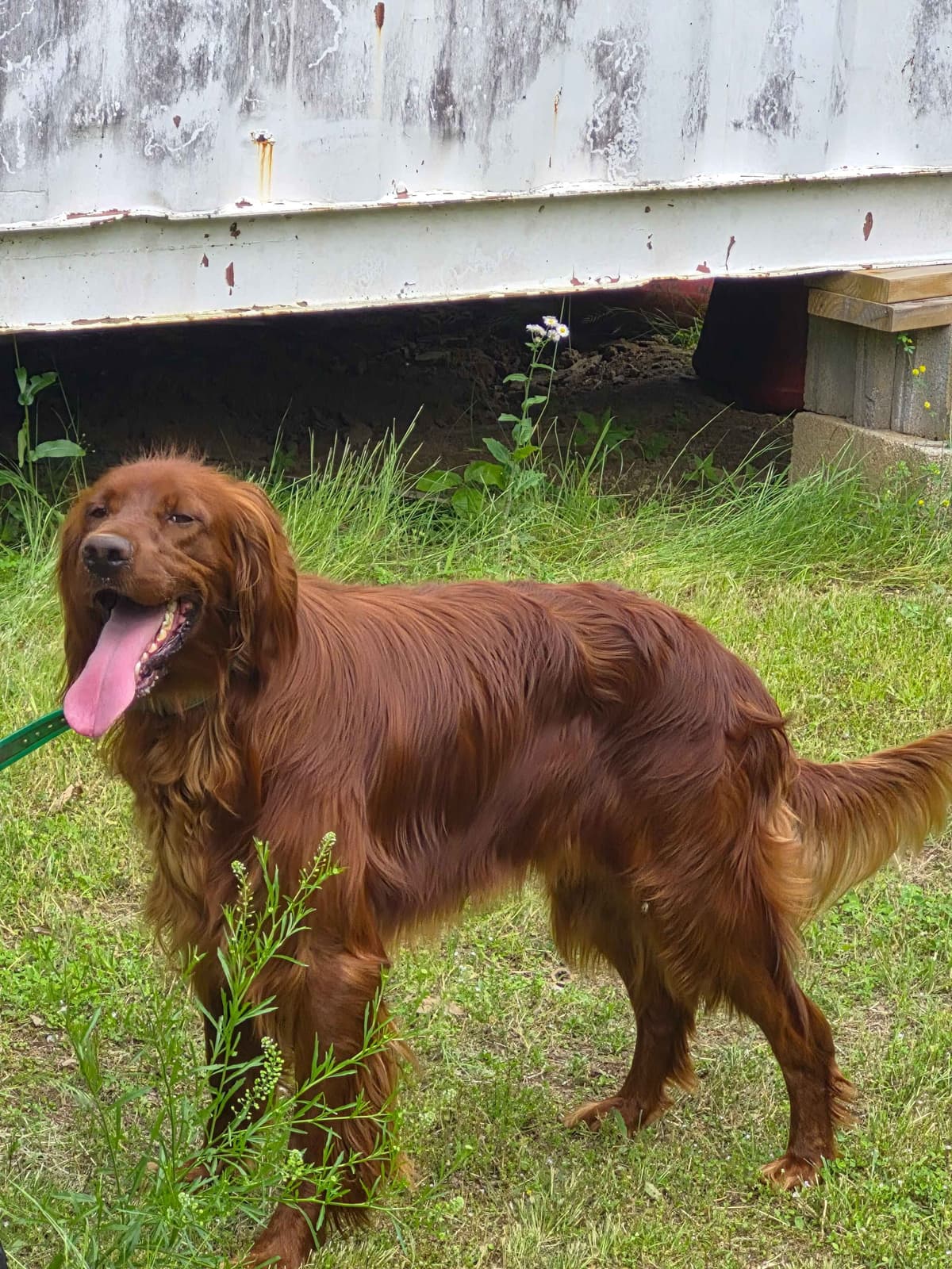 Irish Setter Puppies breeder image 7