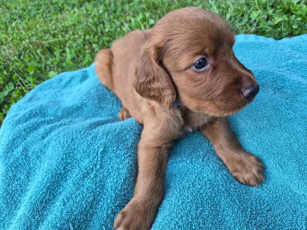 Irish Setter Puppies breeder image 10
