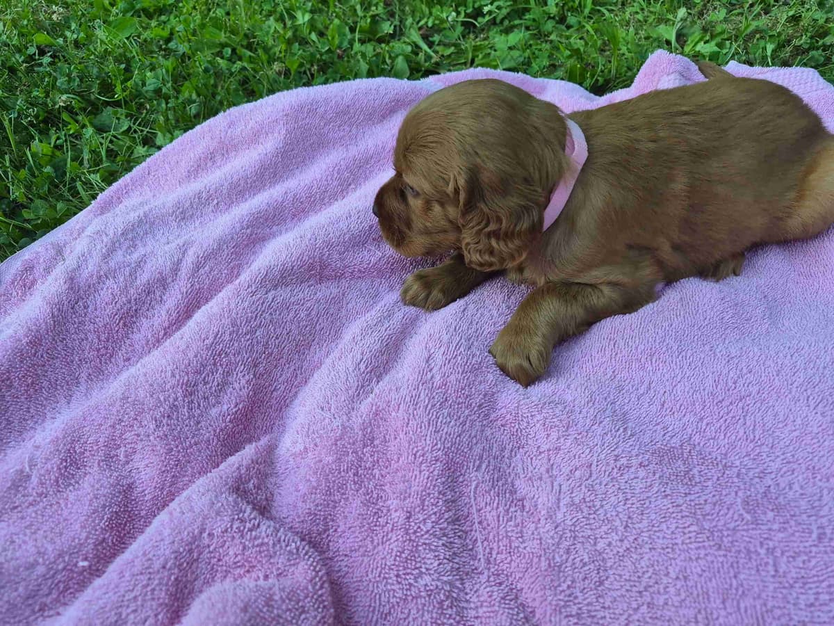 Irish Setter Puppies breeder image 13