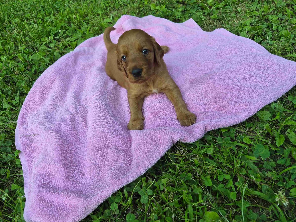 Irish Setter Puppies breeder image 14