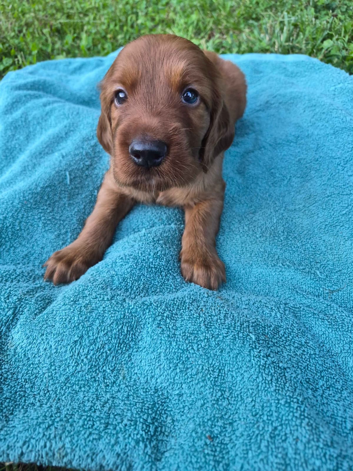 Irish Setter Puppies breeder image 16