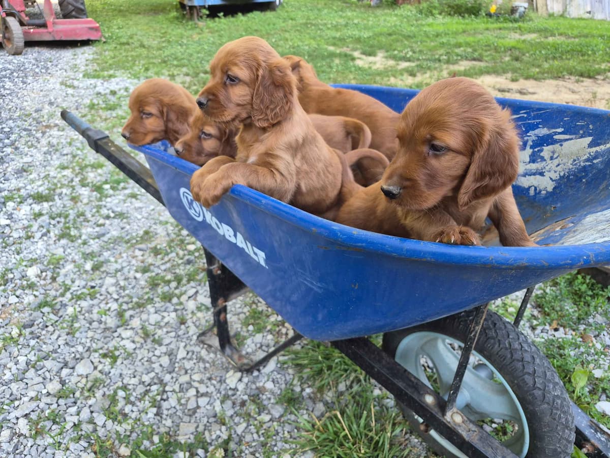 Irish Setter Puppies breeder image 17