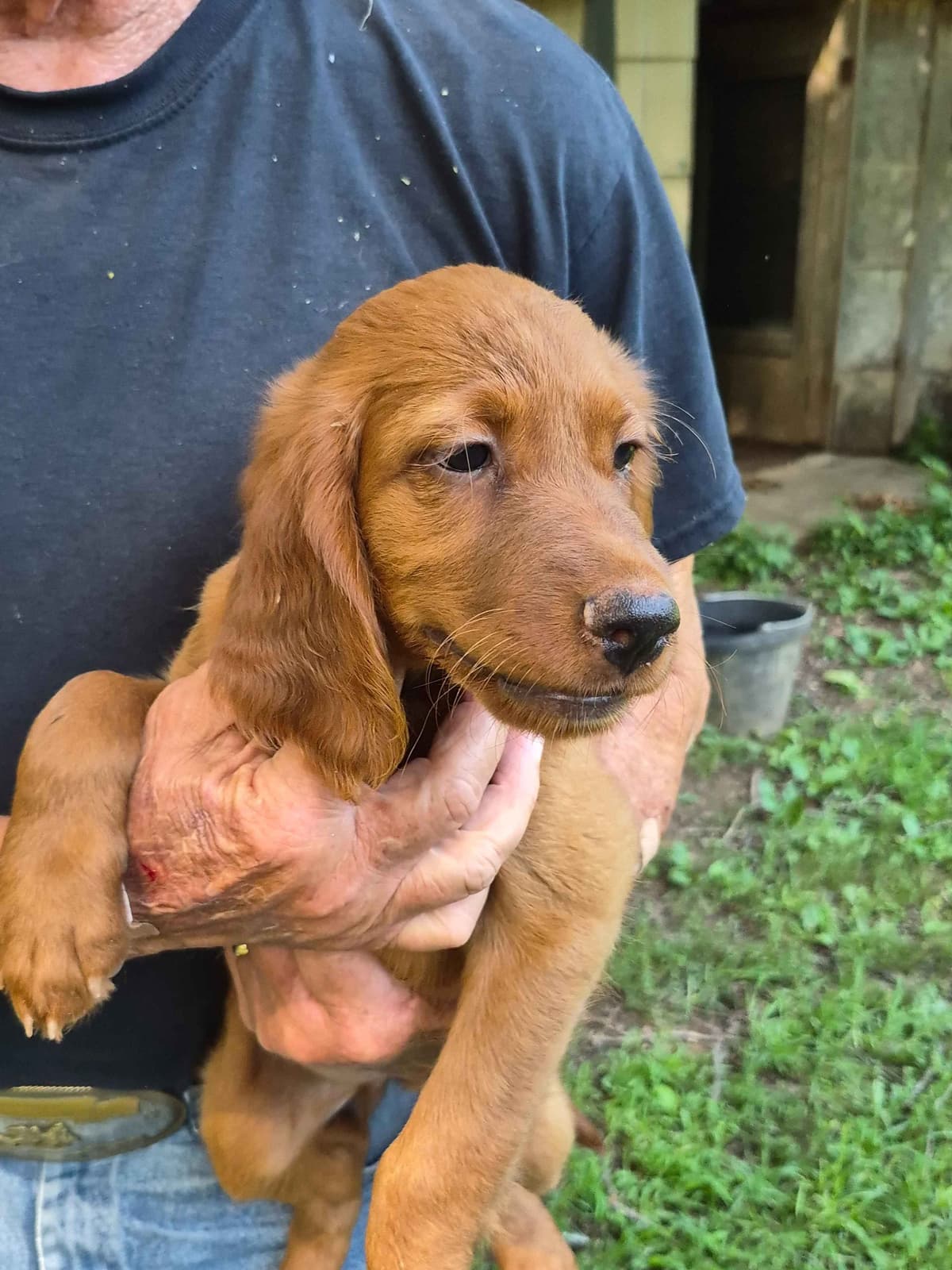 Irish Setter Puppies breeder image 19