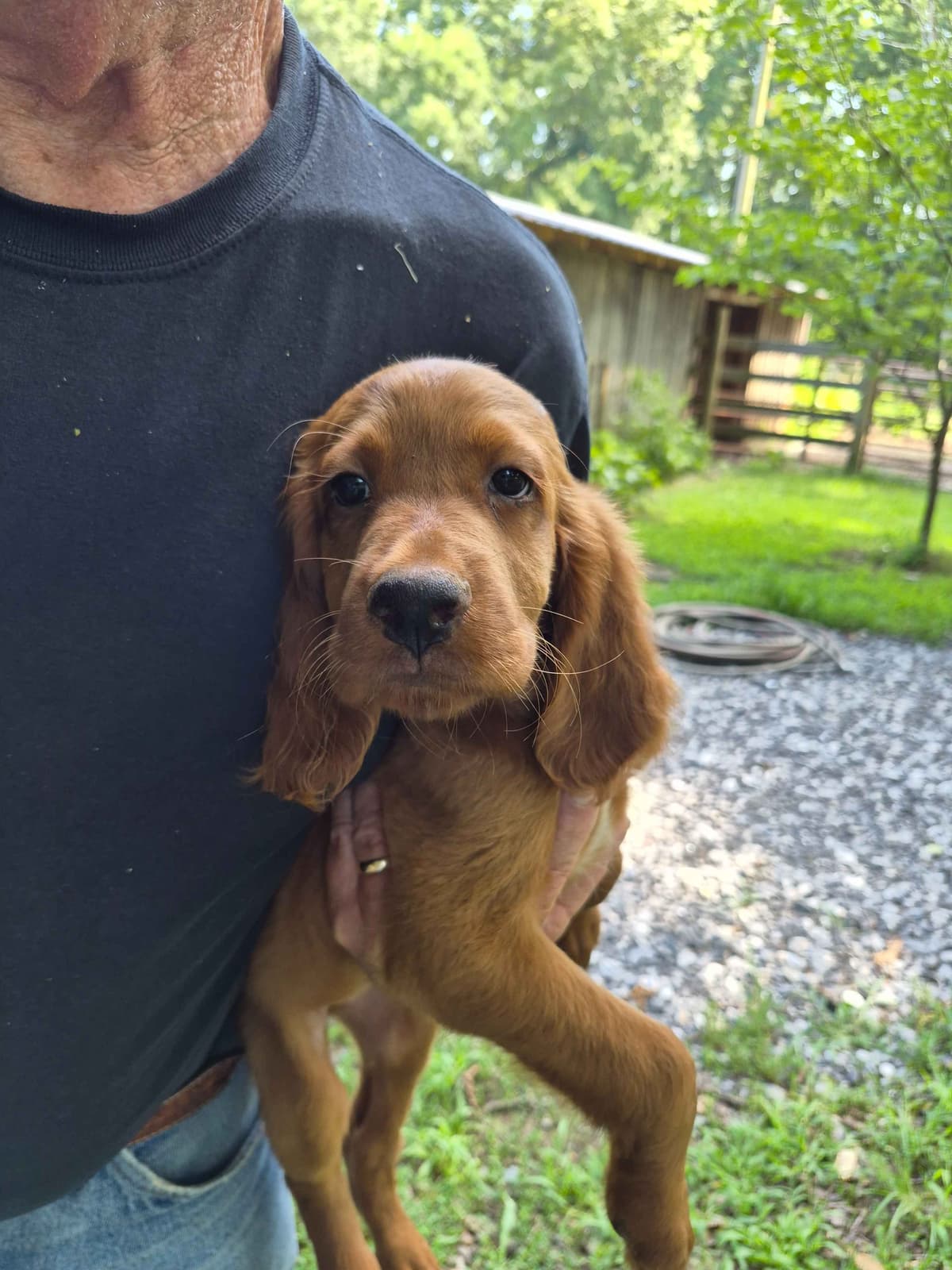 Irish Setter Puppies breeder image 20