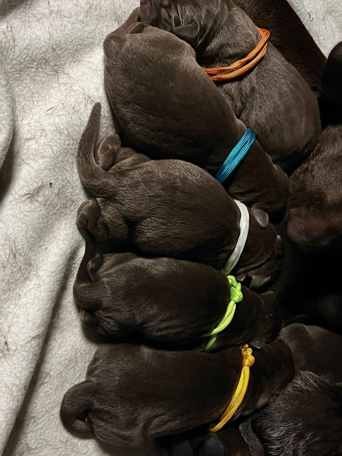 Labrador Retriever Puppies breeder image 1