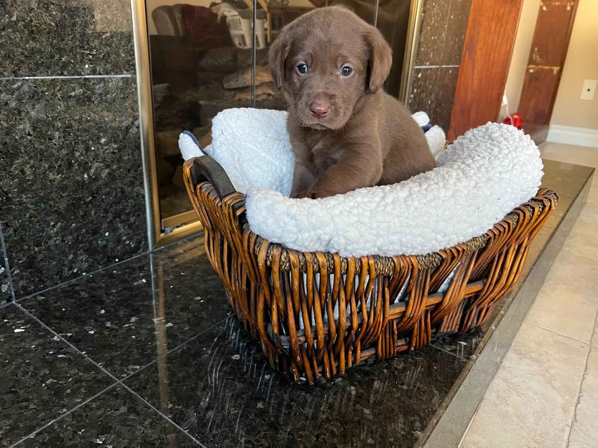 Labrador Retriever Puppies breeder image 3
