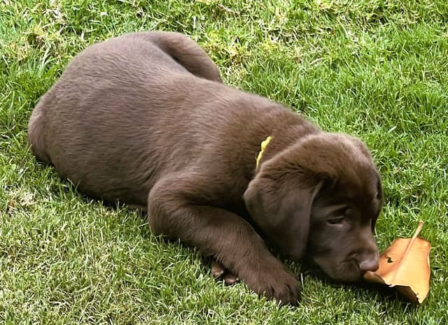 Labrador Retriever Puppies media 2