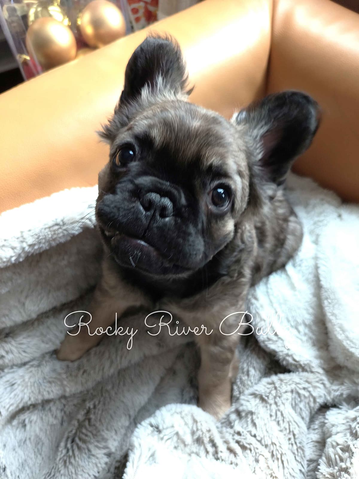 Full Fluffy, AKC, French Bulldog Puppies breeder image 3