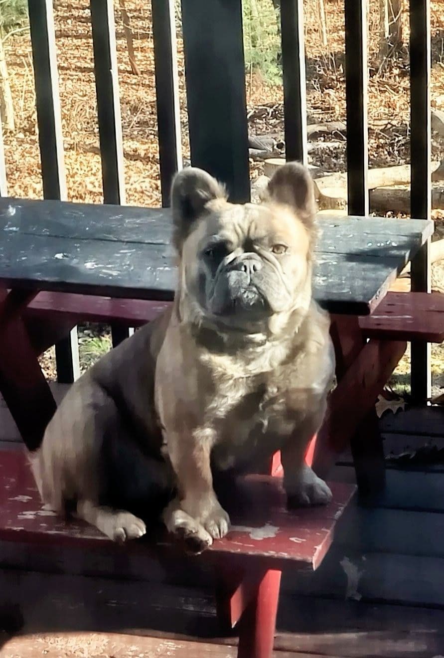 Full Fluffy, AKC, French Bulldog Puppies breeder image 4