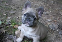 Full Fluffy, AKC, French Bulldog Puppies thumbnail 11