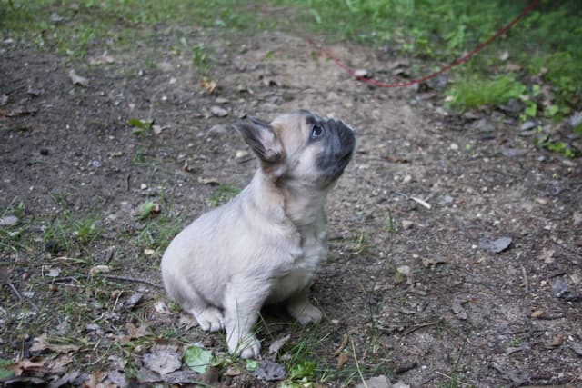 Full Fluffy, AKC, French Bulldog Puppies media 2