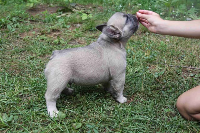 Full Fluffy, AKC, French Bulldog Puppies media 3