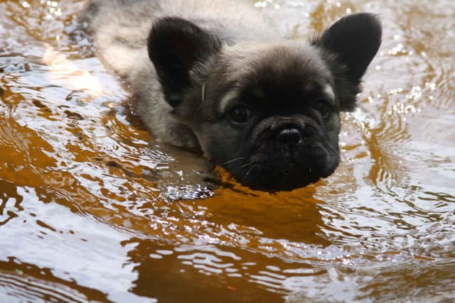 Full Fluffy, AKC, French Bulldog Puppies media 4