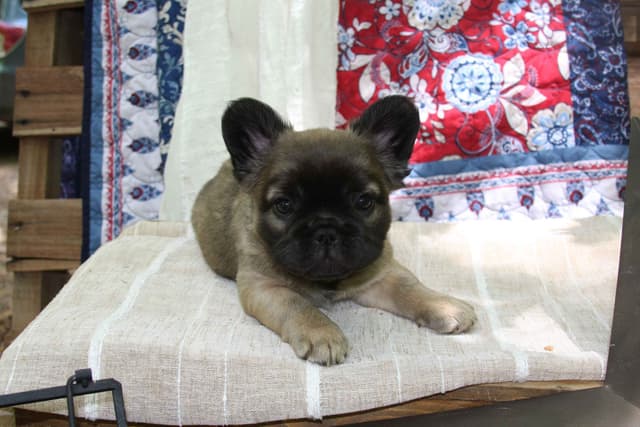 Full Fluffy, AKC, French Bulldog Puppies media 6