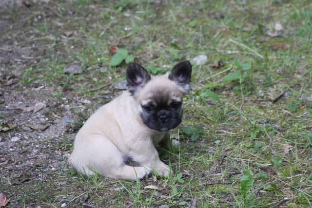 Full Fluffy, AKC, French Bulldog Puppies media 8