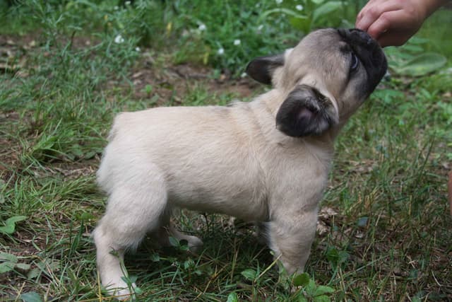 Full Fluffy, AKC, French Bulldog Puppies media 9