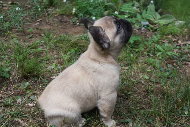 Full Fluffy, AKC, French Bulldog Puppies media 11