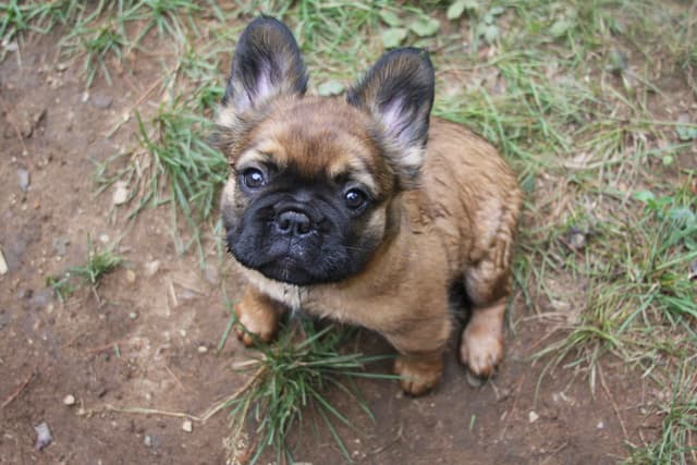 Full Fluffy, AKC, French Bulldog Puppies media 12