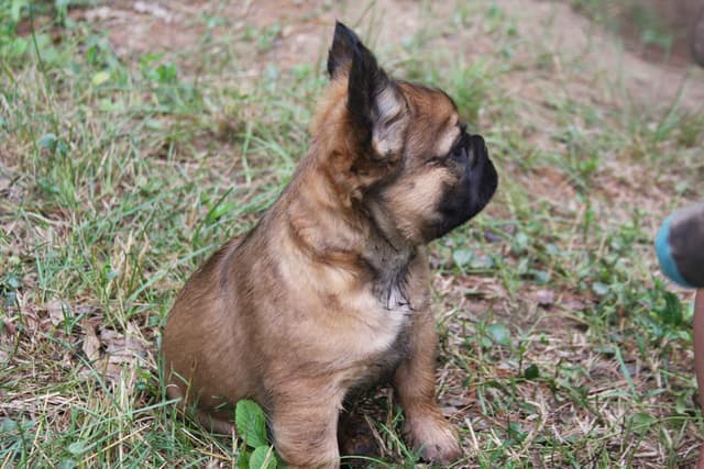 Full Fluffy, AKC, French Bulldog Puppies media 13