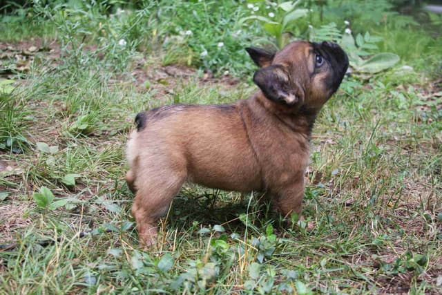 Full Fluffy, AKC, French Bulldog Puppies media 14