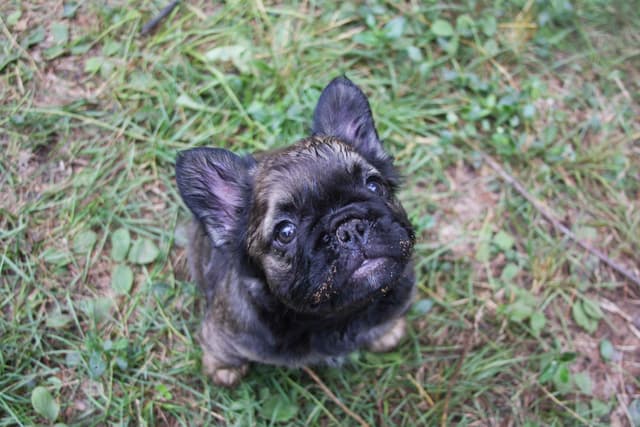 Full Fluffy, AKC, French Bulldog Puppies media 15