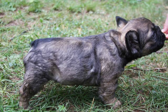 Full Fluffy, AKC, French Bulldog Puppies media 16