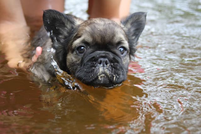 Full Fluffy, AKC, French Bulldog Puppies media 17