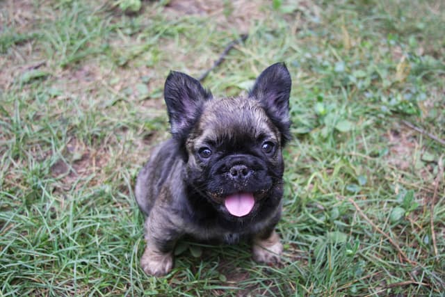Full Fluffy, AKC, French Bulldog Puppies media 18