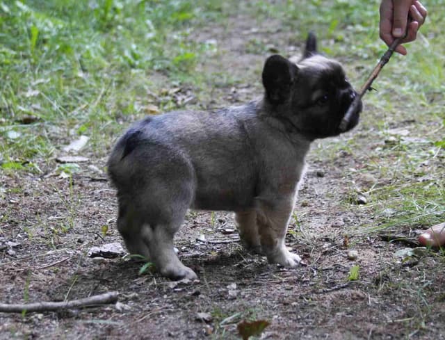 Full Fluffy, AKC, French Bulldog Puppies media 7