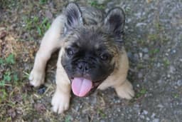Full Fluffy, AKC, French Bulldog Puppies thumbnail 8