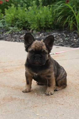 Full Fluffy, AKC, French Bulldog Puppies thumbnail 2