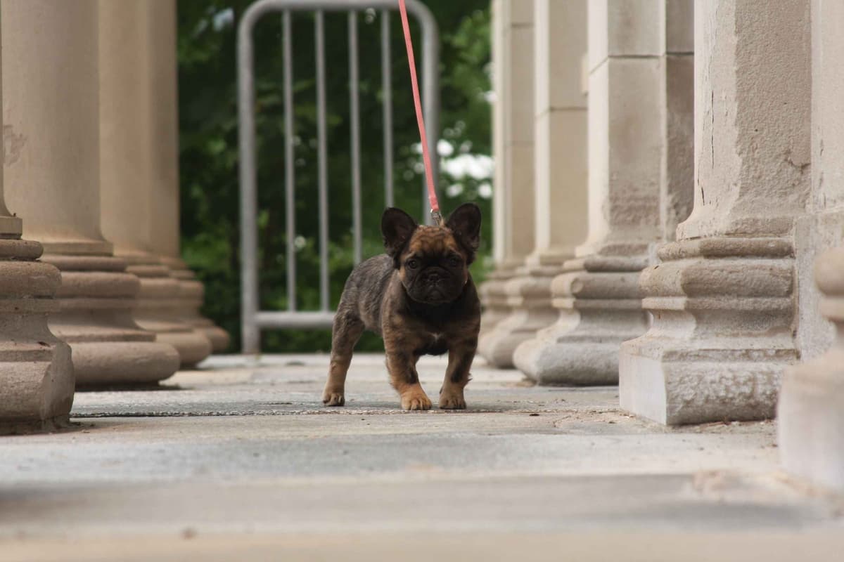 Full Fluffy, AKC, French Bulldog Puppies photo 3