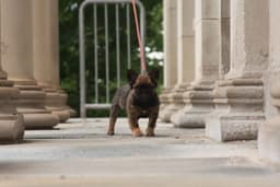 Full Fluffy, AKC, French Bulldog Puppies thumbnail 3