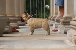 Full Fluffy, AKC, French Bulldog Puppies thumbnail 4