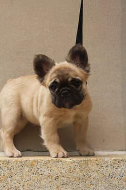 Full Fluffy, AKC, French Bulldog Puppies thumbnail 5