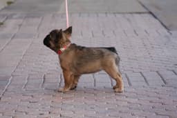 Full Fluffy, AKC, French Bulldog Puppies thumbnail 6