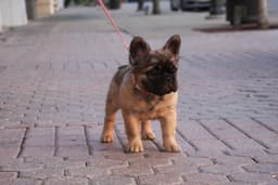 Full Fluffy, AKC, French Bulldog Puppies thumbnail 7