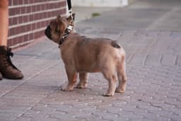 Full Fluffy, AKC, French Bulldog Puppies thumbnail 9