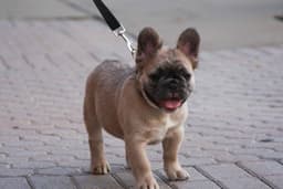 Full Fluffy, AKC, French Bulldog Puppies thumbnail 10