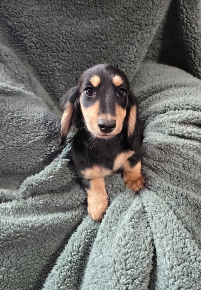 Dachshund Puppies media 2