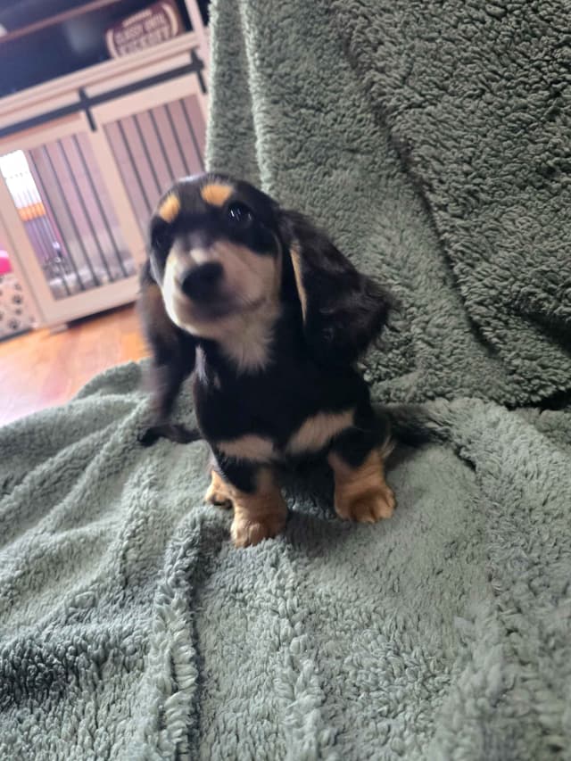 Dachshund Puppies media 3